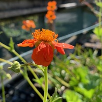 Geum coccineum 